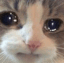 catsad
