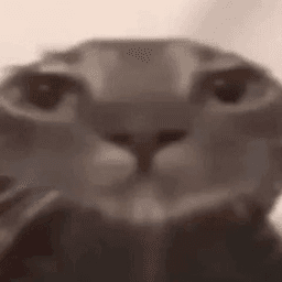 cat-bruh