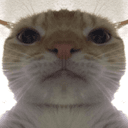 catstare