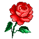 rose