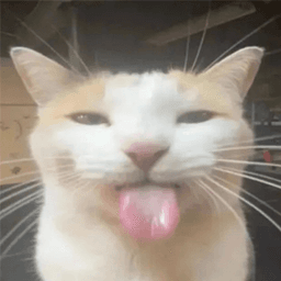 silly-cat
