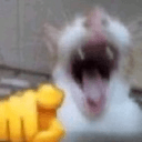 cat-point-and-laugh